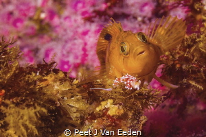 Colorful Klipfish meets Purple Lady Nudibranch by Peet J Van Eeden 
